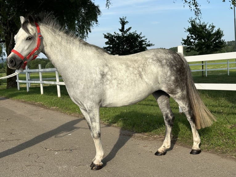 Andere Rassen Mix Merrie 5 Jaar 127 cm Appelschimmel in Riedlingen