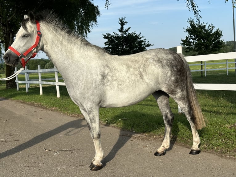 Andere Rassen Mix Merrie 5 Jaar 127 cm Appelschimmel in Riedlingen