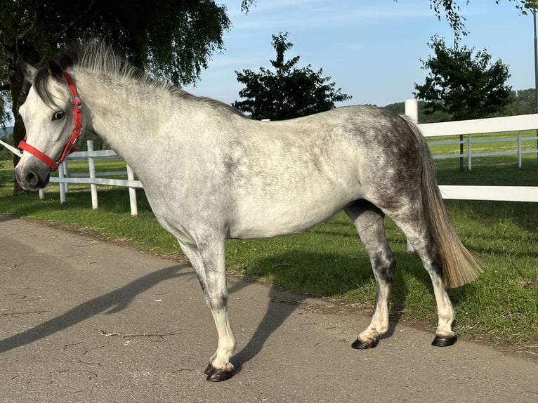 Andere Rassen Mix Merrie 5 Jaar 127 cm Appelschimmel in Riedlingen