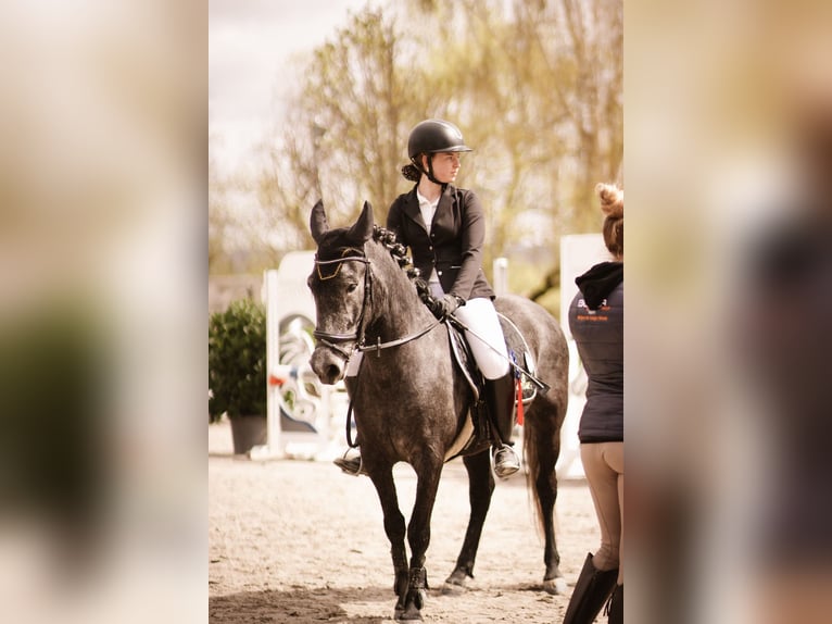 Andere Rassen Merrie 5 Jaar 139 cm Appelschimmel in Meinhard