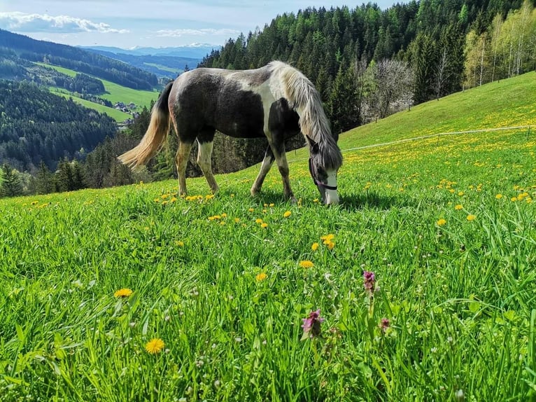 Andere Rassen Mix Merrie 5 Jaar 145 cm Gevlekt-paard in Fohnsdorf