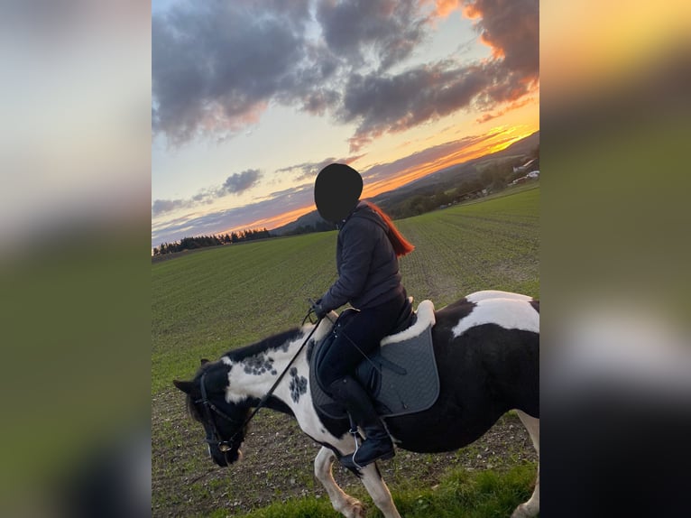 Andere Rassen Merrie 5 Jaar 145 cm Gevlekt-paard in Herrstein