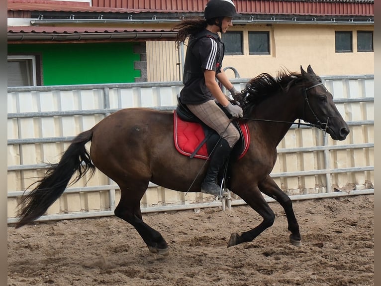 Andere Rassen Merrie 5 Jaar 147 cm Donkerbruin in Buttstädt