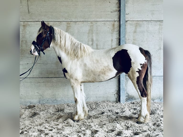 Andere Rassen Mix Merrie 5 Jaar 147 cm Gevlekt-paard in Pont à celles