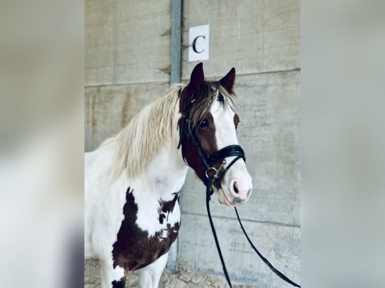 Andere Rassen Mix Merrie 5 Jaar 147 cm Gevlekt-paard in Pont à celles