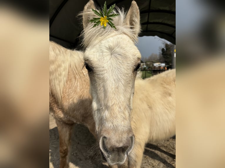 Andere Rassen Merrie 5 Jaar 147 cm Palomino in Bergamo