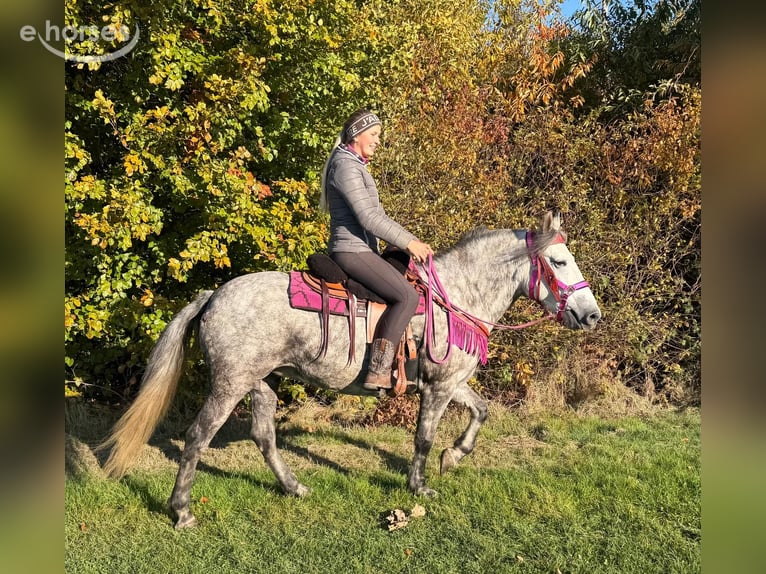 Andere Rassen Merrie 5 Jaar 150 cm Appelschimmel in Linkenbach