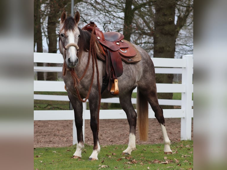 Andere Rassen Mix Merrie 5 Jaar 150 cm Brown Falb schimmel in Oberhausen