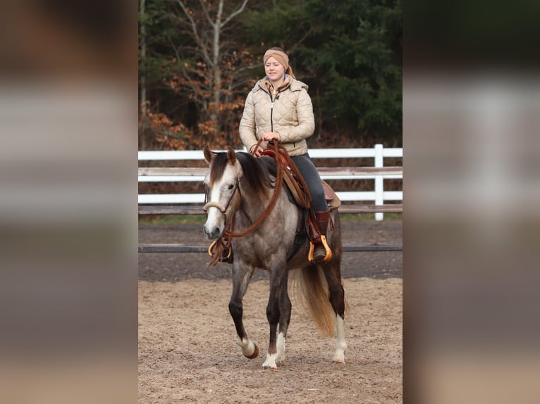 Andere Rassen Mix Merrie 5 Jaar 150 cm Brown Falb schimmel in Oberhausen