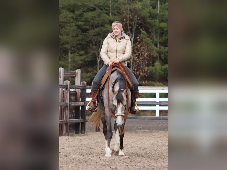 Andere Rassen Mix Merrie 5 Jaar 150 cm Brown Falb schimmel in Oberhausen