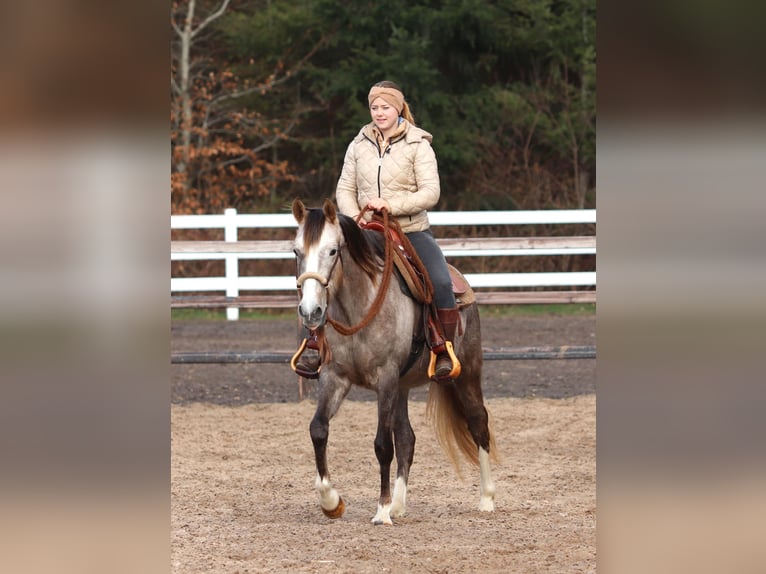 Andere Rassen Mix Merrie 5 Jaar 150 cm Brown Falb schimmel in Oberhausen