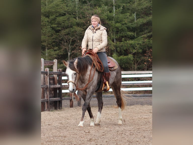 Andere Rassen Mix Merrie 5 Jaar 150 cm Brown Falb schimmel in Oberhausen