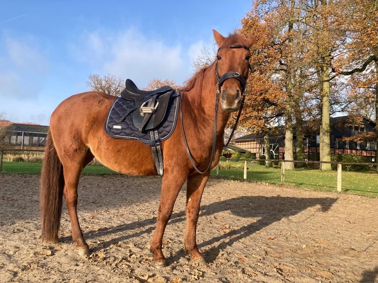 Andere Rassen Mix Merrie 5 Jaar 150 cm Vos in Bienenbüttel