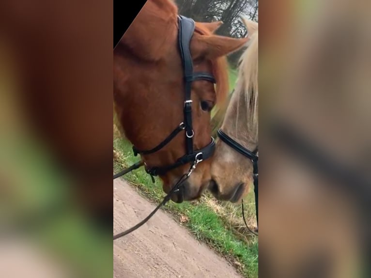 Andere Rassen Mix Merrie 5 Jaar 150 cm Vos in Bienenbüttel