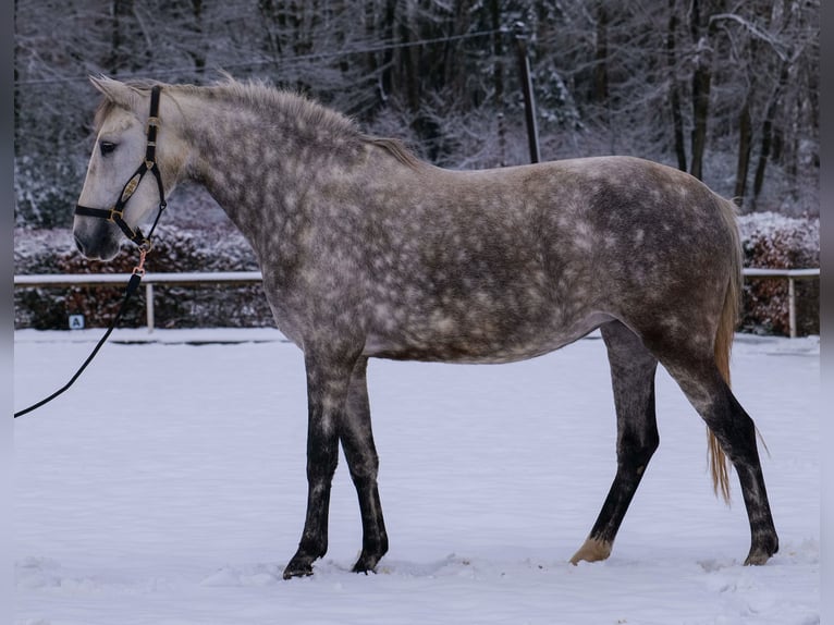 Andere Rassen Merrie 5 Jaar 152 cm Appelschimmel in Neustadt (Wied)