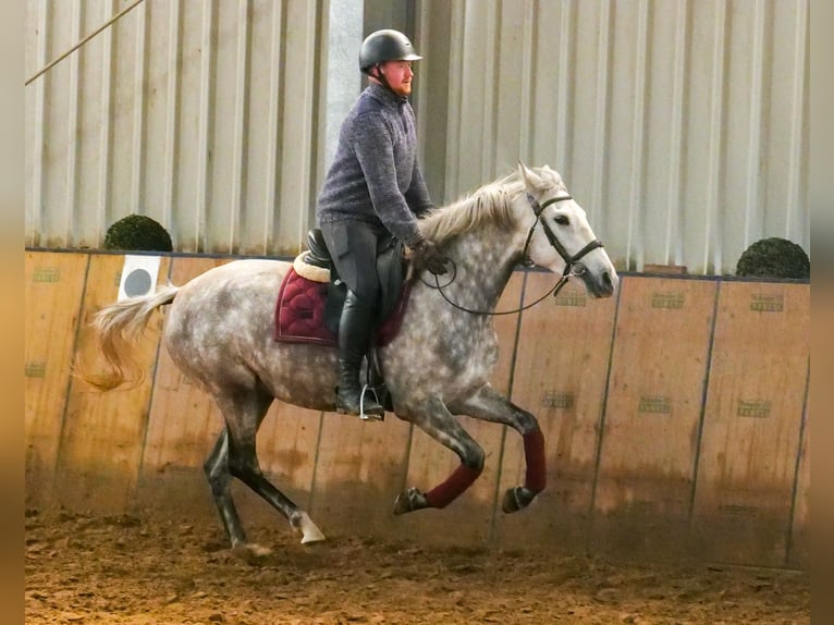 Andere Rassen Merrie 5 Jaar 152 cm Appelschimmel in Neustadt (Wied)