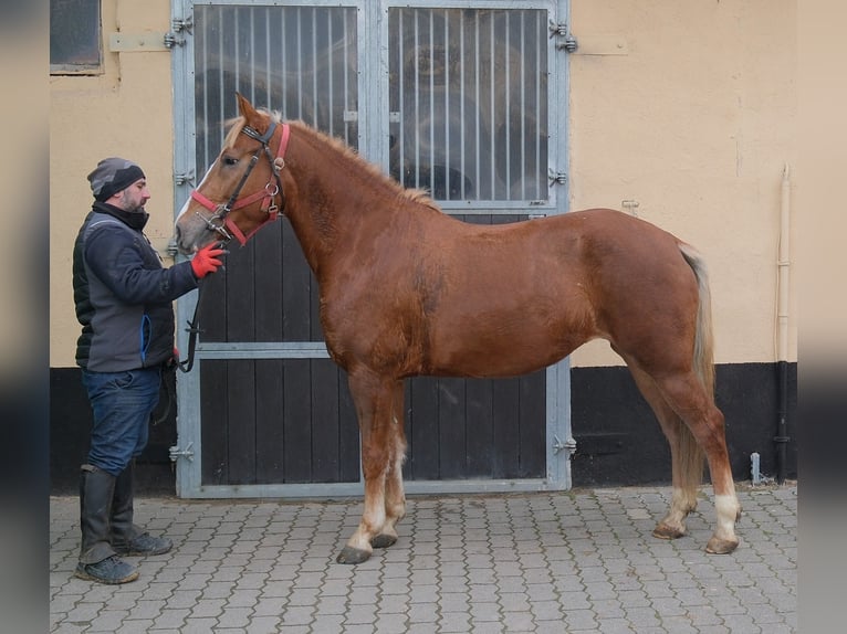 Andere Rassen Merrie 5 Jaar 152 cm Vos in Buttst&#xE4;dt