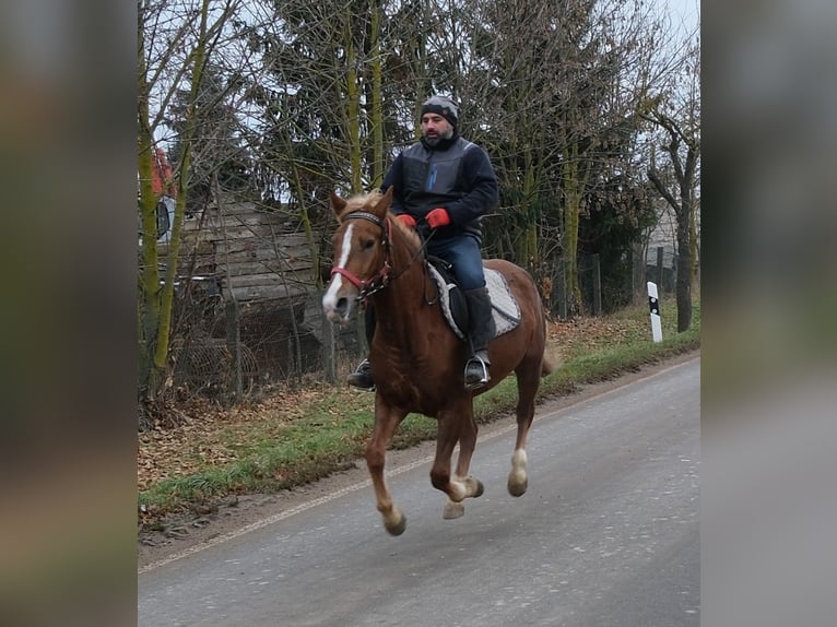 Andere Rassen Merrie 5 Jaar 152 cm Vos in Buttst&#xE4;dt