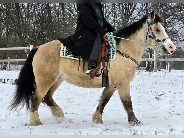 Andere Rassen Merrie 5 Jaar 154 cm Falbe in Linkenbach