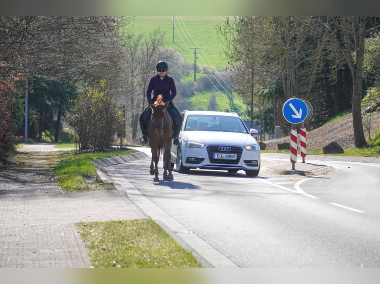 Andere Rassen Merrie 5 Jaar 154 cm Vos in Nettersheim