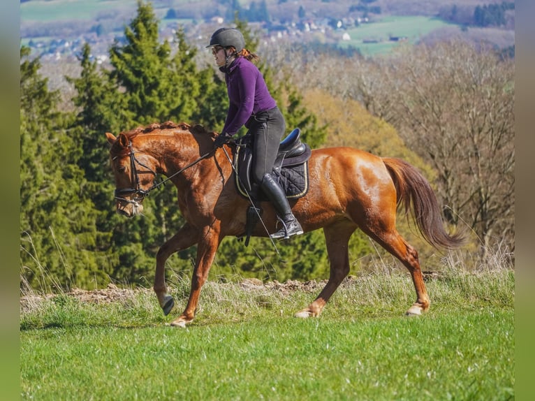 Andere Rassen Merrie 5 Jaar 154 cm Vos in Nettersheim