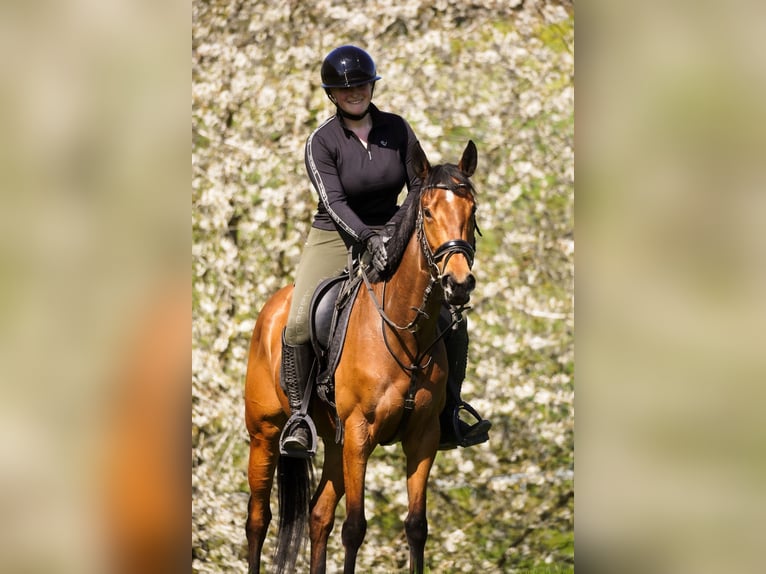Andere Rassen Merrie 5 Jaar 155 cm Bruin in Nettersheim