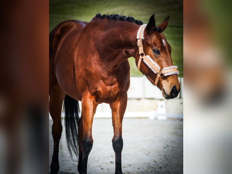 Andere Rassen Merrie 5 Jaar 155 cm Bruin in Nettersheim