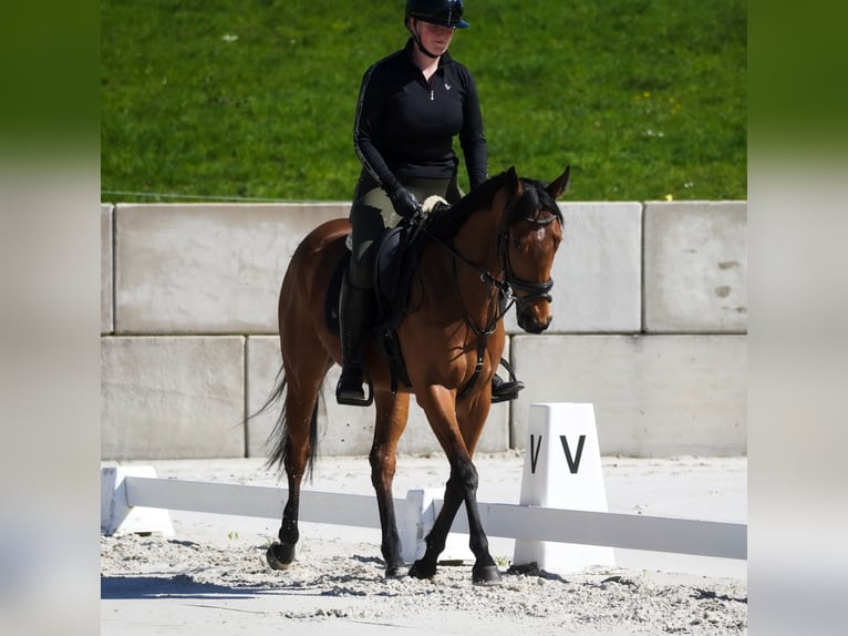 Andere Rassen Merrie 5 Jaar 155 cm Bruin in Nettersheim