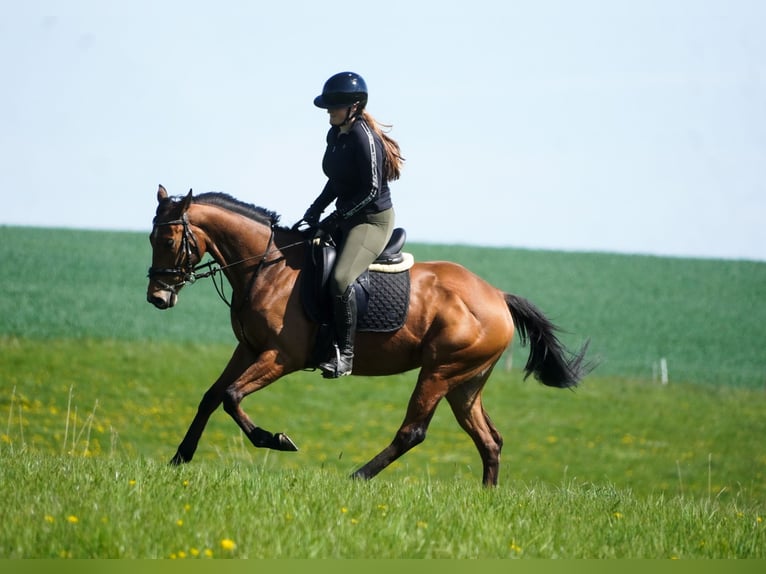 Andere Rassen Merrie 5 Jaar 155 cm Bruin in Nettersheim