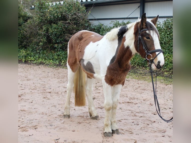 Andere Rassen Merrie 5 Jaar 155 cm Gevlekt-paard in Sonnefeld