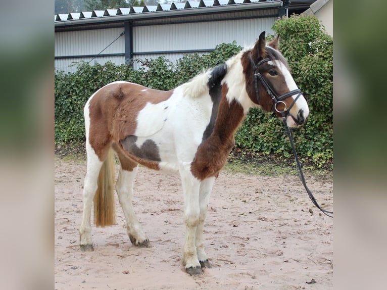 Andere Rassen Merrie 5 Jaar 155 cm Gevlekt-paard in Sonnefeld