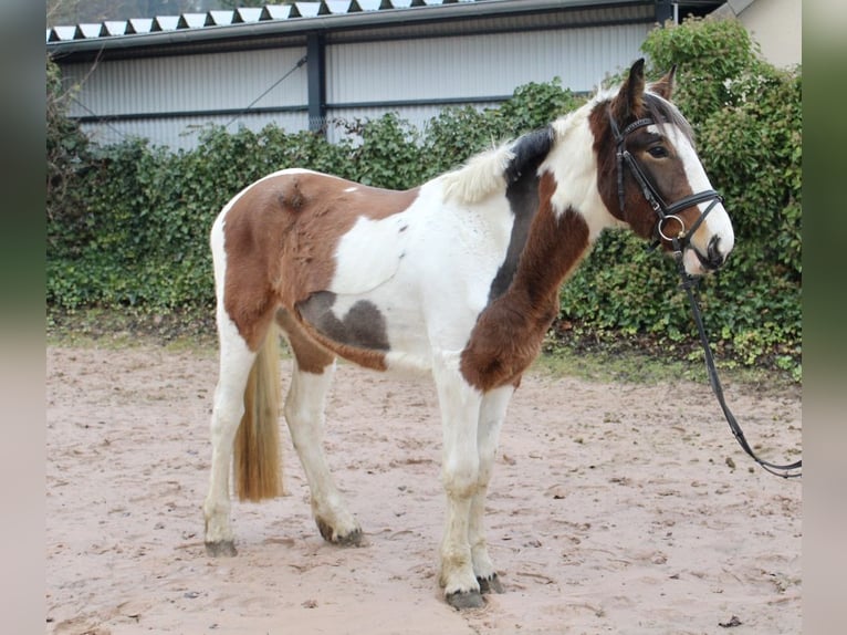 Andere Rassen Merrie 5 Jaar 155 cm Gevlekt-paard in Sonnefeld