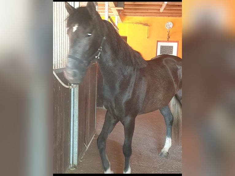 Andere Rassen Mix Merrie 5 Jaar 155 cm kan schimmel zijn in Eppingen