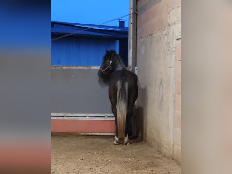 Andere Rassen Mix Merrie 5 Jaar 155 cm kan schimmel zijn in Eppingen