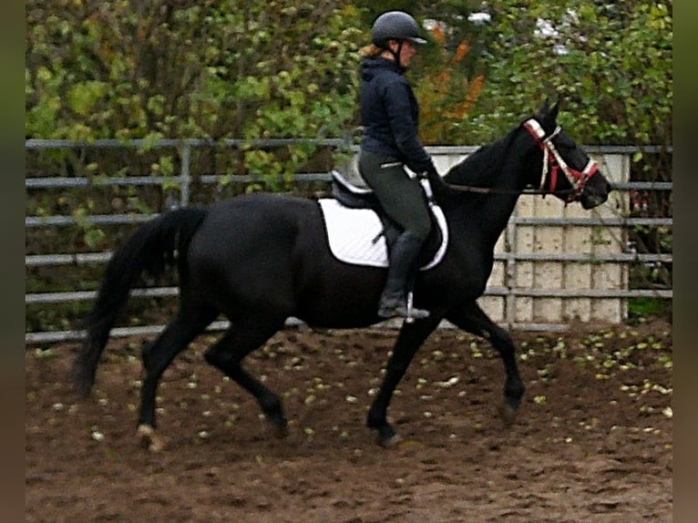 Andere Rassen Mix Merrie 5 Jaar 155 cm Zwart in Buttst&#xE4;dt