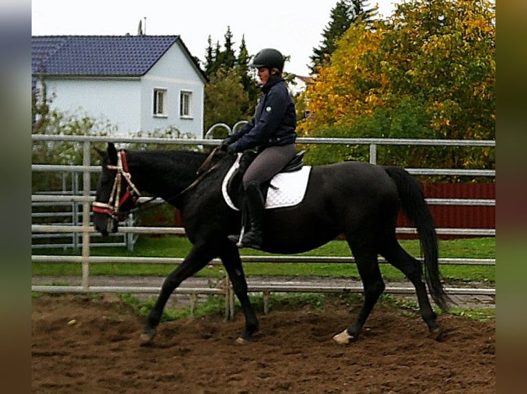 Andere Rassen Mix Merrie 5 Jaar 155 cm Zwart in Buttst&#xE4;dt