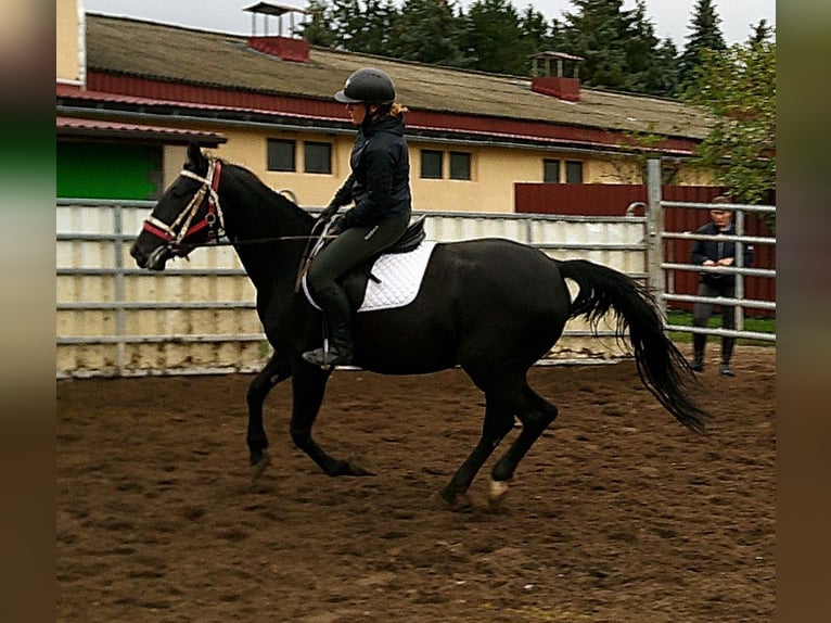 Andere Rassen Mix Merrie 5 Jaar 155 cm Zwart in Buttst&#xE4;dt