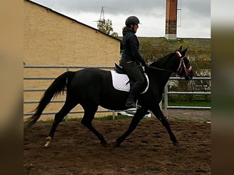 Andere Rassen Mix Merrie 5 Jaar 155 cm Zwart in Buttst&#xE4;dt