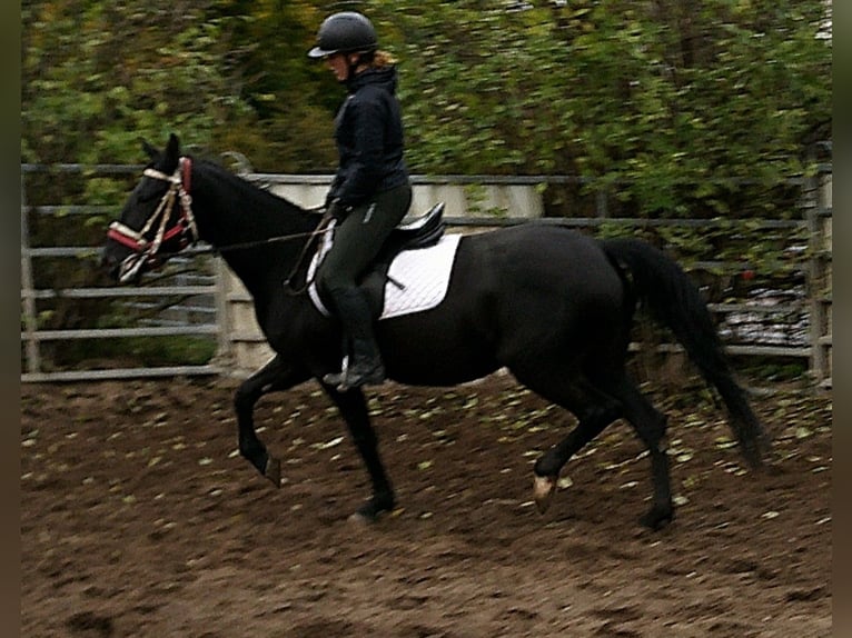 Andere Rassen Mix Merrie 5 Jaar 155 cm Zwart in Buttst&#xE4;dt