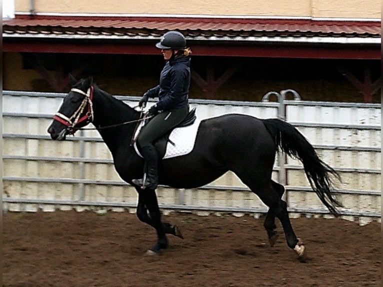 Andere Rassen Mix Merrie 5 Jaar 155 cm Zwart in Buttst&#xE4;dt