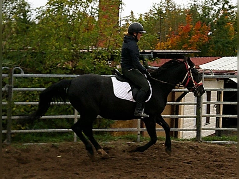 Andere Rassen Mix Merrie 5 Jaar 155 cm Zwart in Buttst&#xE4;dt