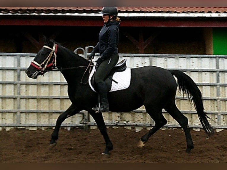 Andere Rassen Mix Merrie 5 Jaar 155 cm Zwart in Buttst&#xE4;dt