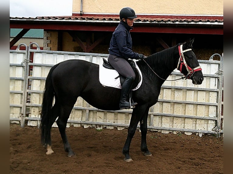 Andere Rassen Mix Merrie 5 Jaar 155 cm Zwart in Buttst&#xE4;dt