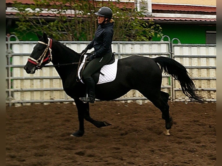 Andere Rassen Mix Merrie 5 Jaar 155 cm Zwart in Buttst&#xE4;dt