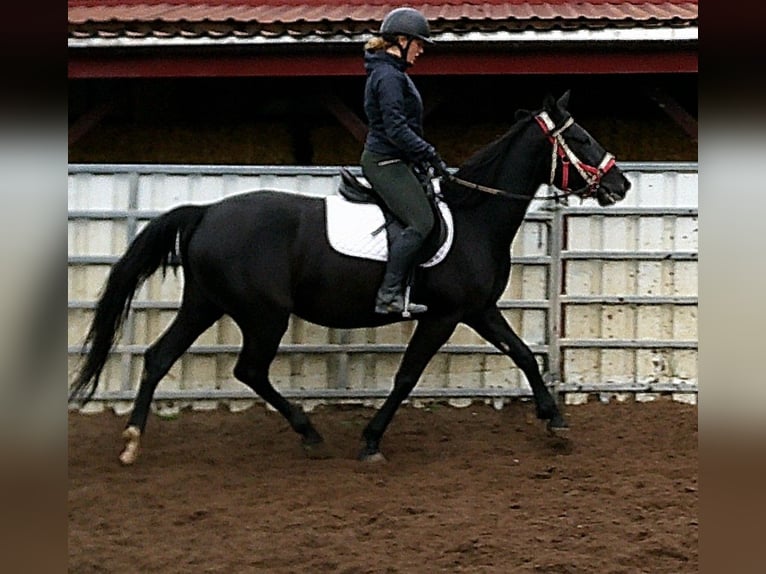 Andere Rassen Mix Merrie 5 Jaar 155 cm Zwart in Buttst&#xE4;dt