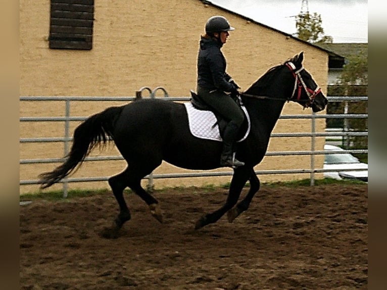 Andere Rassen Mix Merrie 5 Jaar 155 cm Zwart in Buttst&#xE4;dt