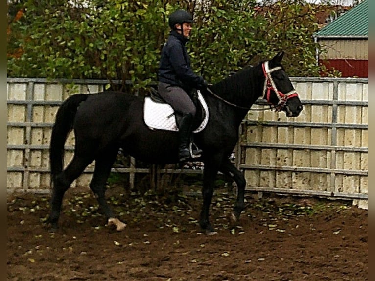 Andere Rassen Mix Merrie 5 Jaar 155 cm Zwart in Buttst&#xE4;dt