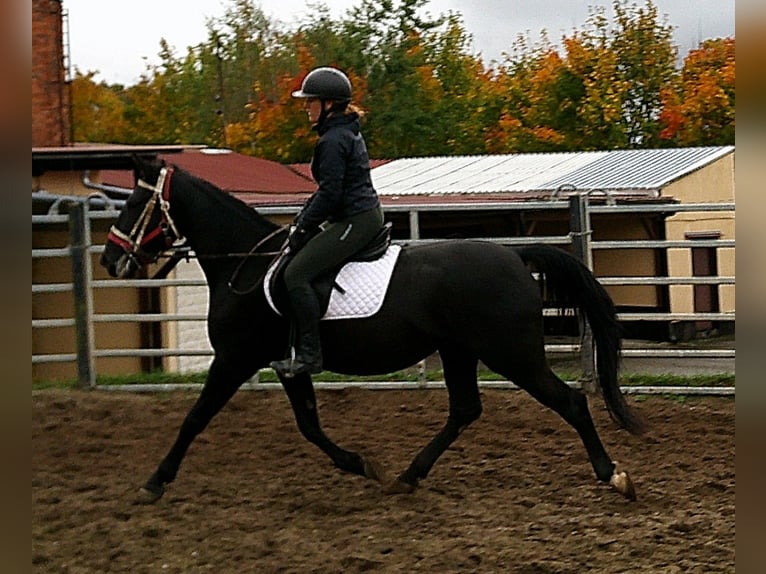 Andere Rassen Mix Merrie 5 Jaar 155 cm Zwart in Buttst&#xE4;dt