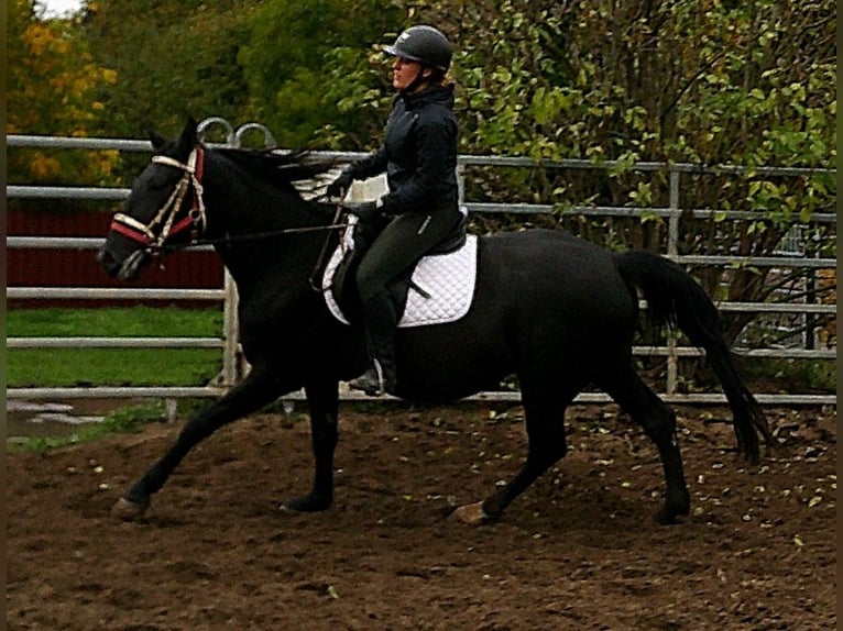 Andere Rassen Mix Merrie 5 Jaar 155 cm Zwart in Buttst&#xE4;dt
