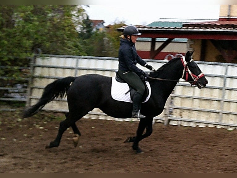 Andere Rassen Mix Merrie 5 Jaar 155 cm Zwart in Buttst&#xE4;dt